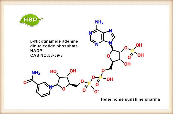 Β-nicotinamida adenina dinucleotídeo fosfato NADP CAS 53-59-8