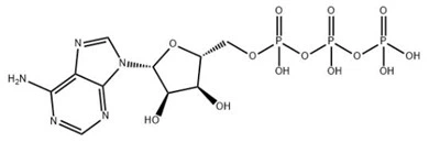 Adenosina 5'-trifosfato CAS 56-65-5